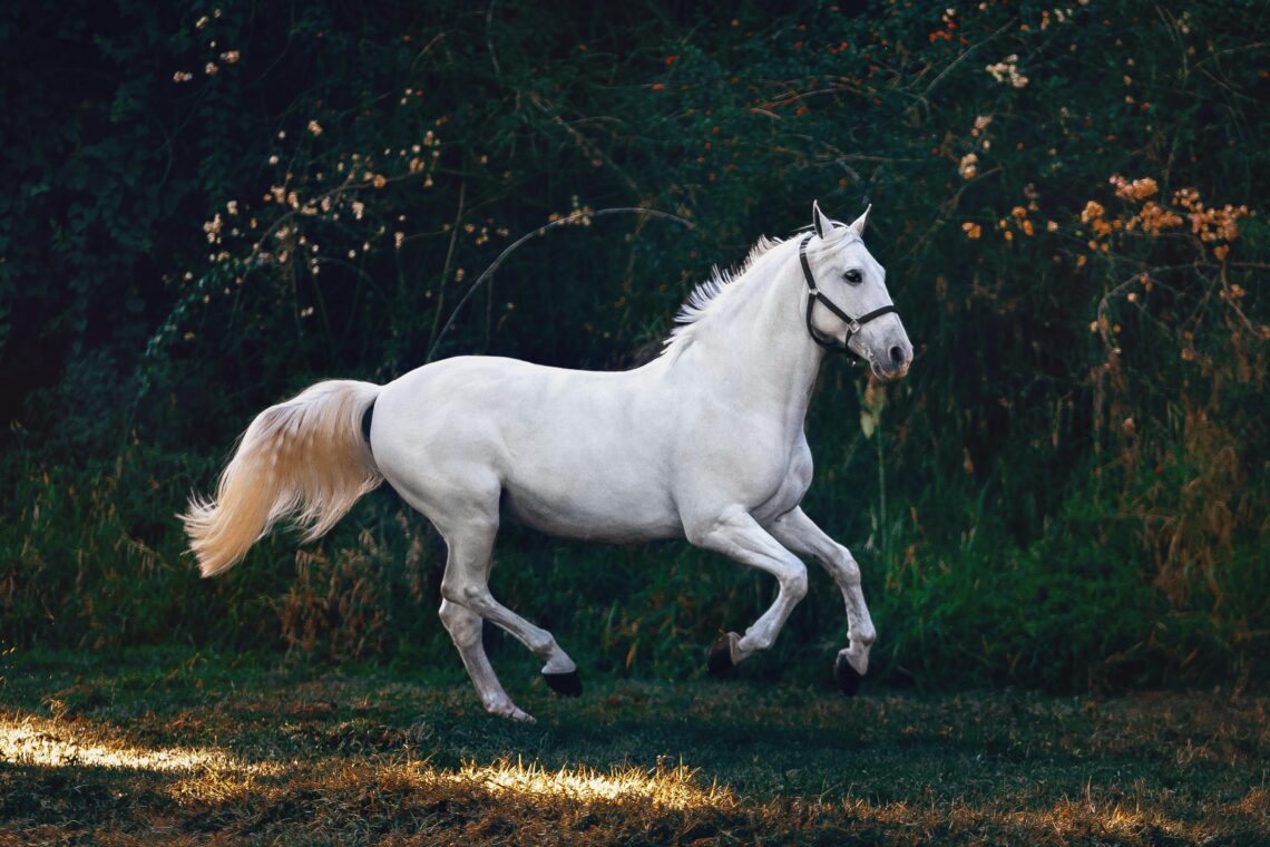 White horse